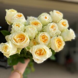 Hồng ButterCup Đà Lạt