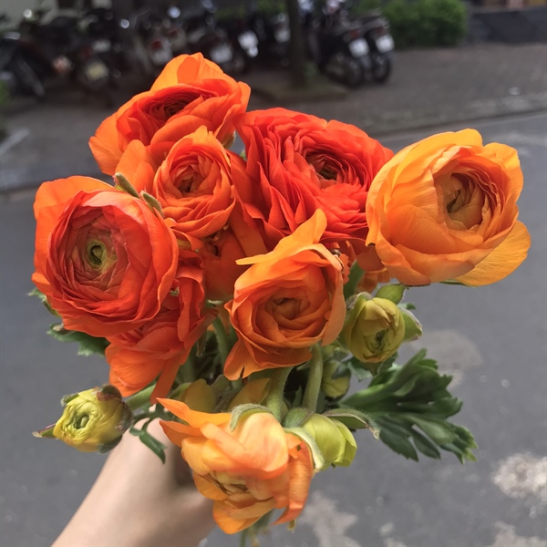 Mao Lương Cam