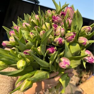 Tulip Double Purple
