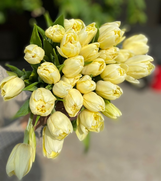 Tulip Double Verona