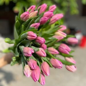 Tulip L-pink