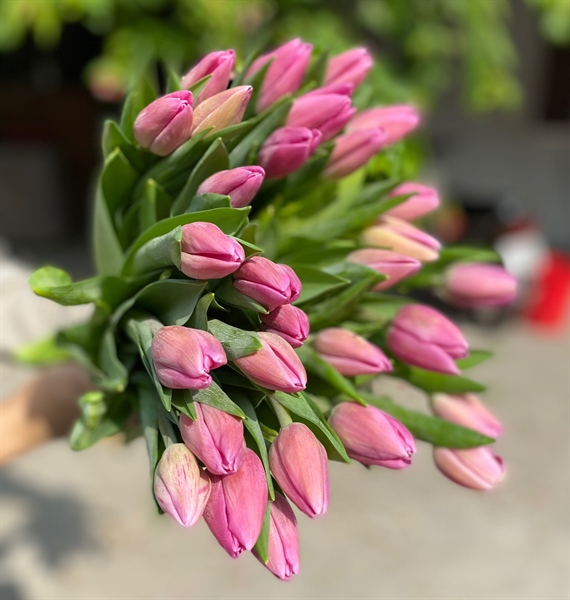 Tulip L-pink