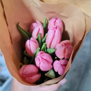 Tulip Peach Orange