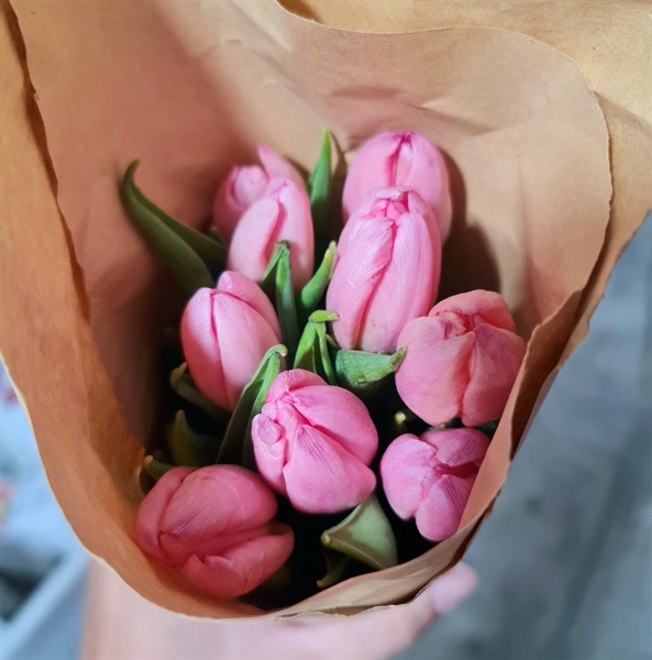Tulip Peach Orange