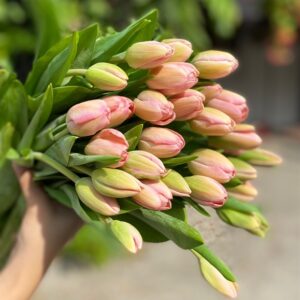 Tulip Tom Pouce